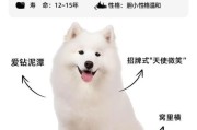 萨摩耶图片大全_萨摩耶幼犬怎么分辨纯种