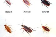 蟑螂图片大全_如何辨别常见蟑螂种类