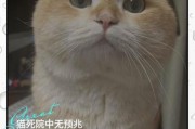 梦到猫死是什么意思_梦见猫死了预示什么