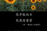 梦到向日葵是什么意思_梦到向日葵预示什么