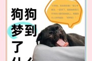梦到一群狗是什么意思_梦到一群狗预示什么