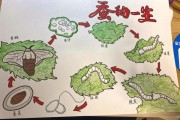 蚕宝宝生长过程_几天结茧