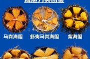 海胆图片大全_海胆种类怎么区分