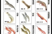 对虾图片大全_对虾品种怎么区分