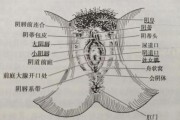 女性身体结构图片大全_女性生殖系统解剖图怎么看
