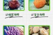 海绵宝宝是什么生物_海绵宝宝原型是哪种海绵