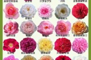 月季图片大全大图_月季品种高清图鉴