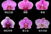 蝴蝶兰花图片大全大图_如何挑选高清品种图