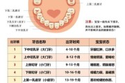 宝宝牙齿生长顺序图_几个月开始长牙