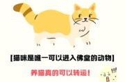 梦到养猫是什么意思_梦到养猫预示着什么
