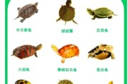 各种龟图片大全大图_高清龟类图鉴哪里找