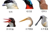 长嘴鸟类大全图片名字_如何快速识别