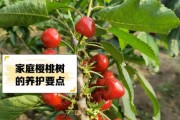 樱桃树图片大全_如何识别不同品种