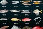 海鱼图片大全大图_如何识别常见海鱼