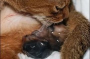 猫生宝宝要多久_母猫怀孕到分娩全过程
