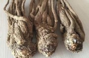 当归长什么样_当归图片大全怎么分辨真假