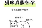 梦到怀孕的猫是什么意思_怀孕猫梦境解析