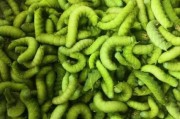 黄豆虫长什么样_黄豆虫图片大全哪里找