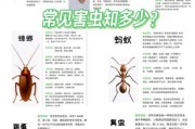 家里常见虫子种类_如何彻底消灭