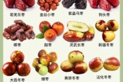枣子图片大全_如何挑选优质红枣