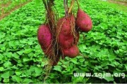 梦到吃红薯是什么意思_红薯梦境解析