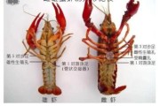 梦到好多龙虾是什么意思_龙虾梦境解析