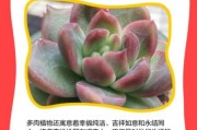 梦到多肉是什么意思_多肉植物风水寓意