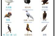 小鸟图片大全_如何分辨常见鸟类