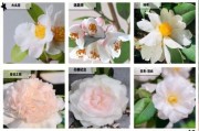 山茶花图片大全_如何辨别不同品种