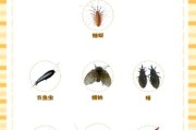 家里常见虫子图片大全_如何识别与防治
