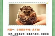 刺猬图片大全_刺猬怎么养