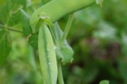 豌豆图片大全_豌豆高清壁纸哪里找