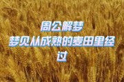 梦到麦地是什么意思_梦见麦田预示什么
