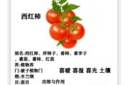 梦到番茄是什么意思_梦见番茄是吉兆吗