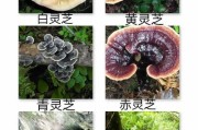 灵芝图片大全_灵芝种类如何区分