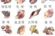 田螺图片大全大图_如何分辨田螺品种