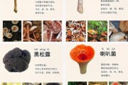 大蘑菇图片大全_如何辨别可食用品种