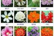 花名大全图片_如何快速识别常见花卉