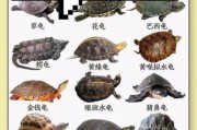 乌龟图片大全_乌龟品种识别方法