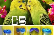 鹦鹉图片大全_如何挑选高清鹦鹉图
