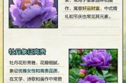 梦到牡丹花是什么意思_牡丹花梦境解析