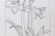 植物画图片大全_初学者如何临摹