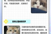 梦到猫妖是什么预兆_猫妖梦境解析