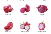 火龙果图片大全大图_火龙果品种怎么区分