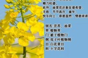 油菜图片大全_油菜花什么时候开