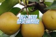 梦到吃梨是什么意思_周公解梦原版解析
