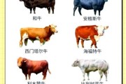牛的图片大全_如何分辨常见牛品种