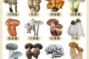 小蘑菇图片大全_如何识别毒蘑菇