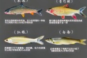钓鱼图片大全_如何快速识别鱼种