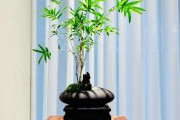 竹子盆景图片大全欣赏_竹子盆景怎么养